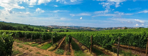 Balade à moto en Côte d'or au cœur des vignobles de Bourgogne